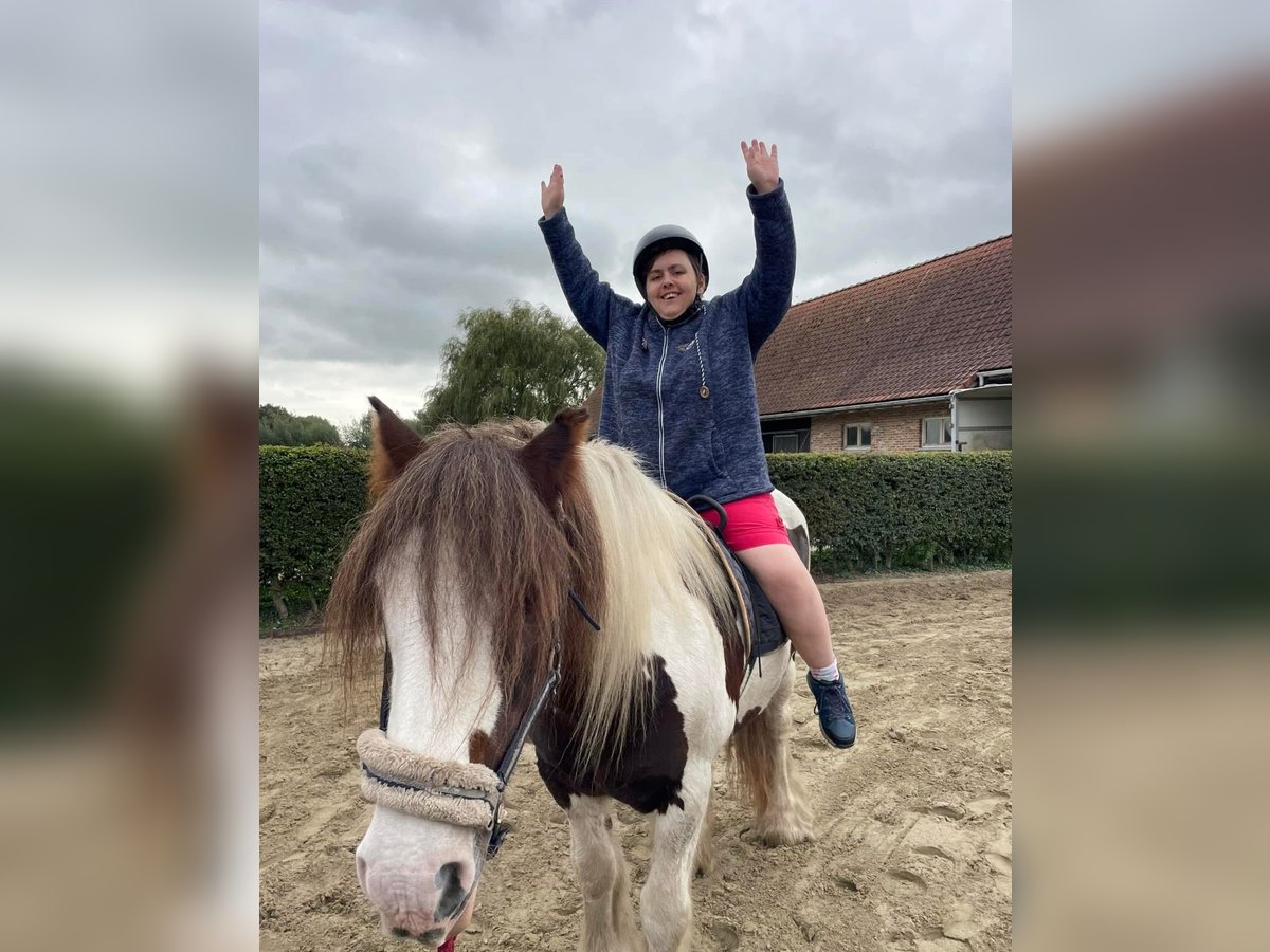 Tinker Stute 15 Jahre 155 cm in Sint-kruis-winkel