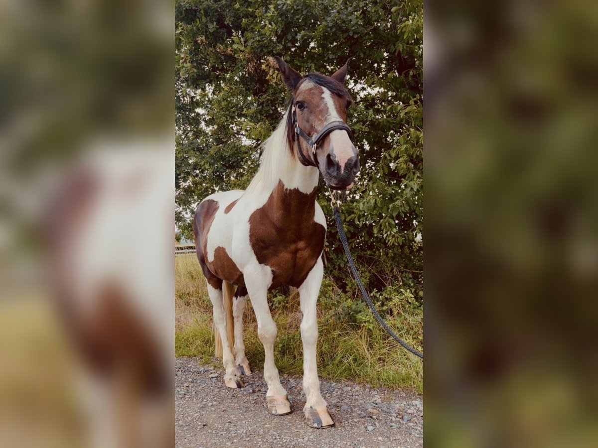 Tinker Mix Stute 15 Jahre 157 cm Schecke in Hennef