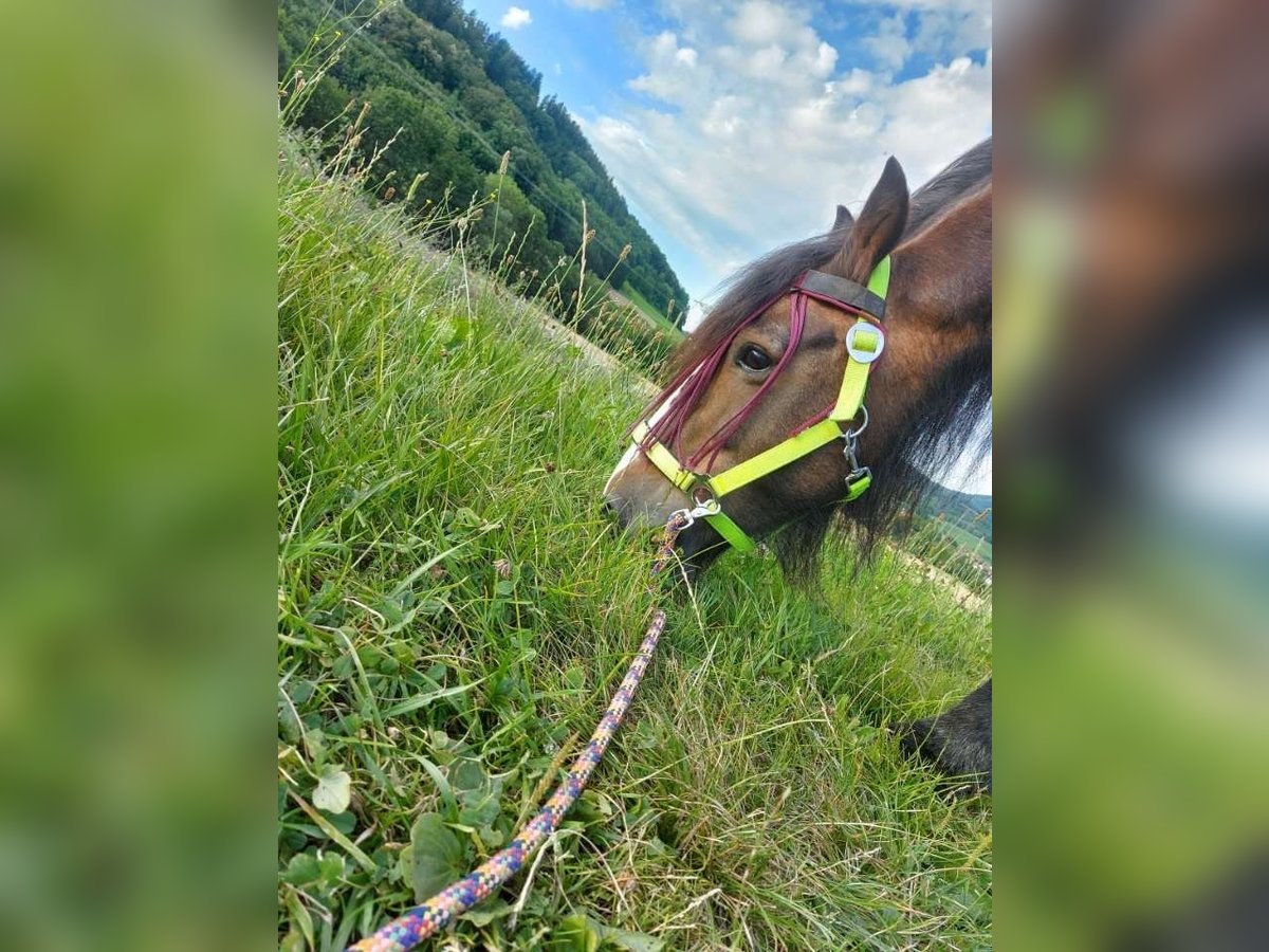 Tinker Mix Stute 16 Jahre 130 cm Brauner in Ottenbach