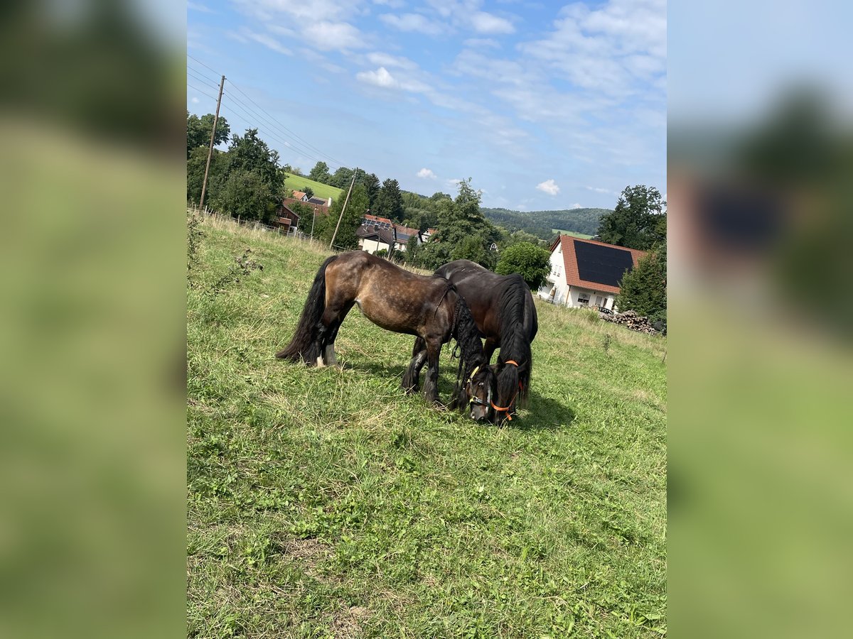 Tinker Mix Stute 16 Jahre 130 cm Brauner in Ottenbach