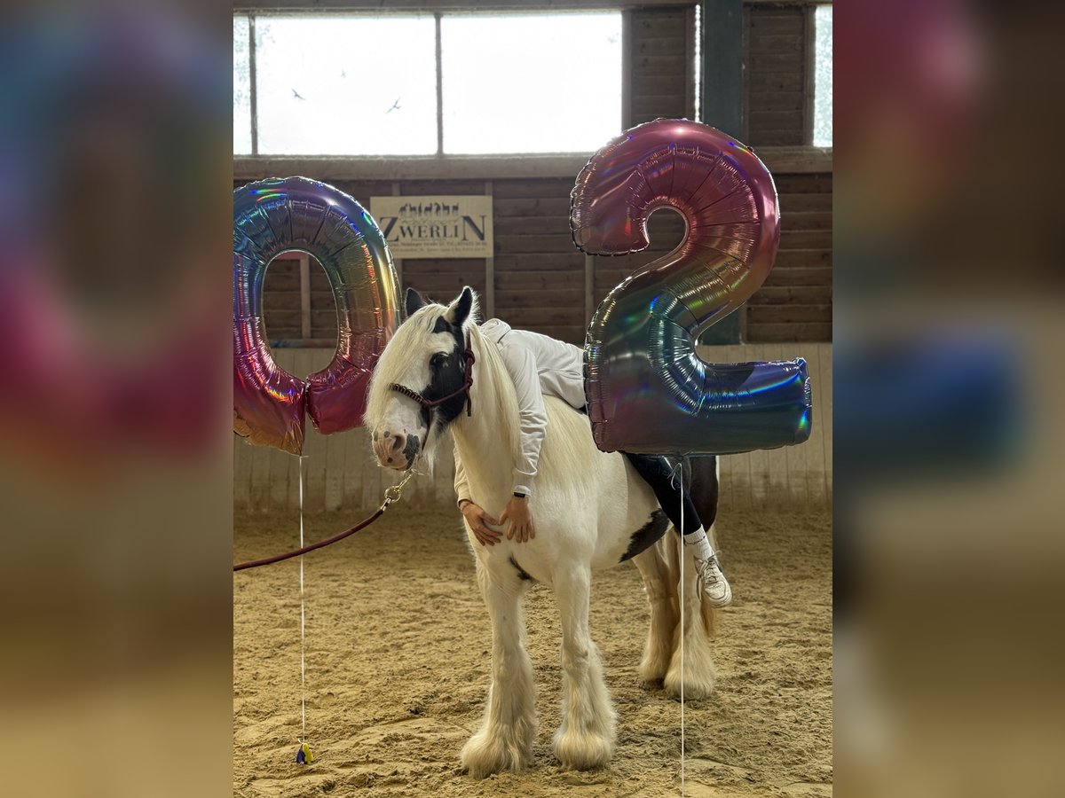 Tinker Stute 16 Jahre 130 cm Schecke in Bad blumau