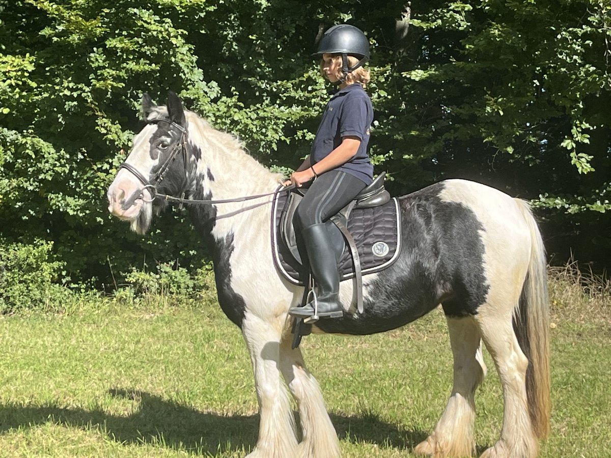 Tinker Stute 16 Jahre 145 cm Schecke in Ursensollen
