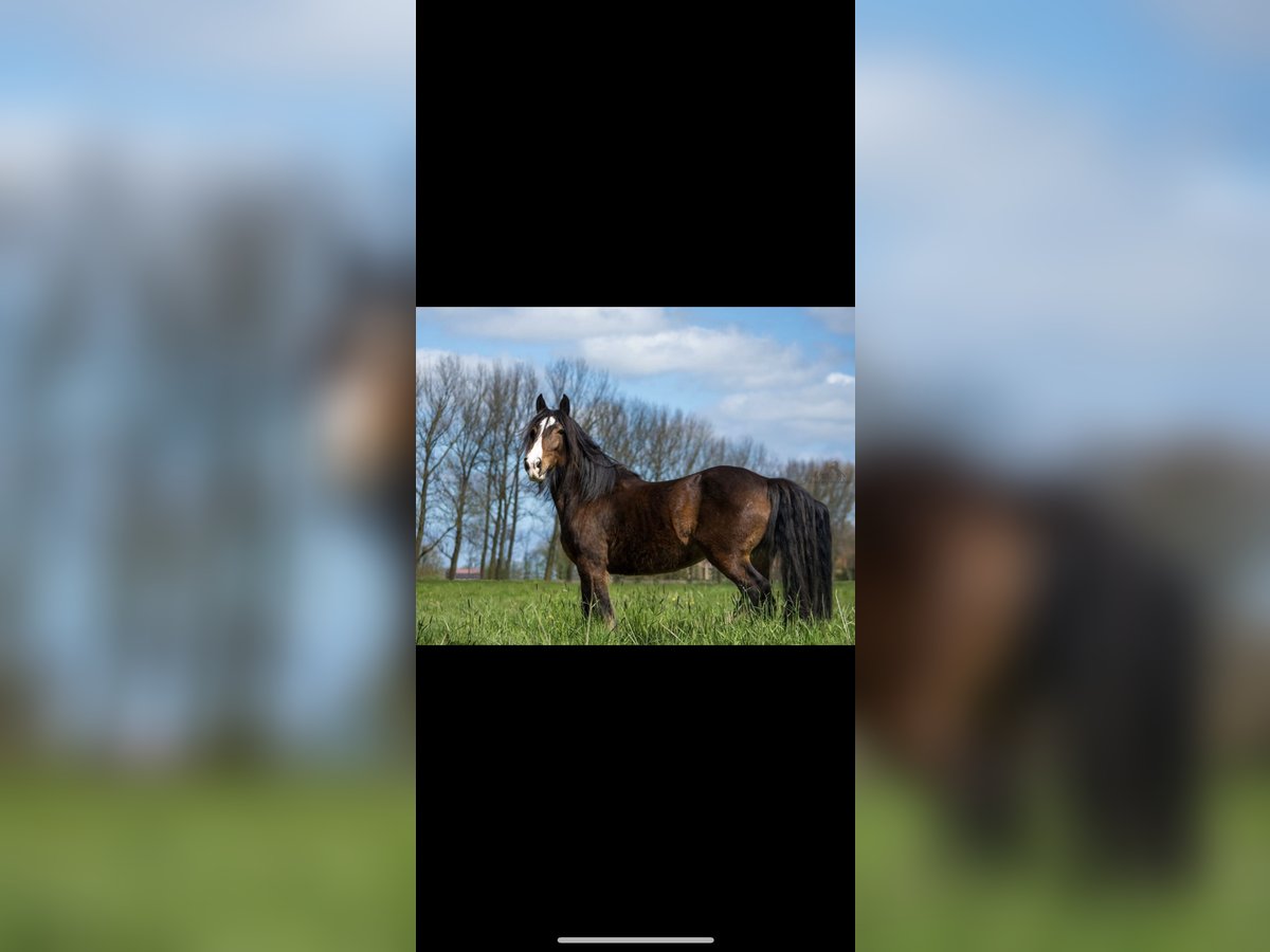 Tinker Stute 17 Jahre 156 cm Brauner in Wangerland Hohenkirchen Tinker Stute 17 Jahre 156 cm Brauner in Wangerland Hohenkirchen