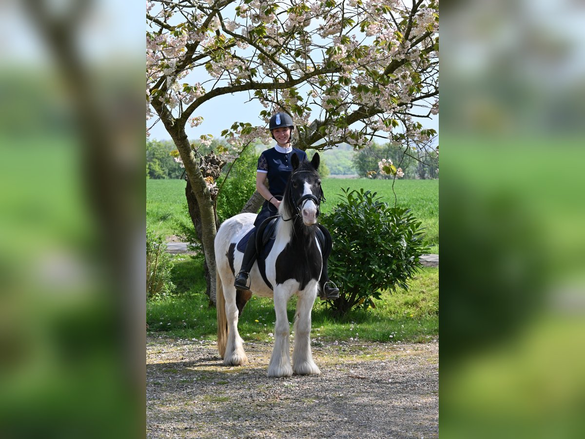 Tinker Mix Stute 18 Jahre 137 cm Overo-alle-Farben in Middelburg