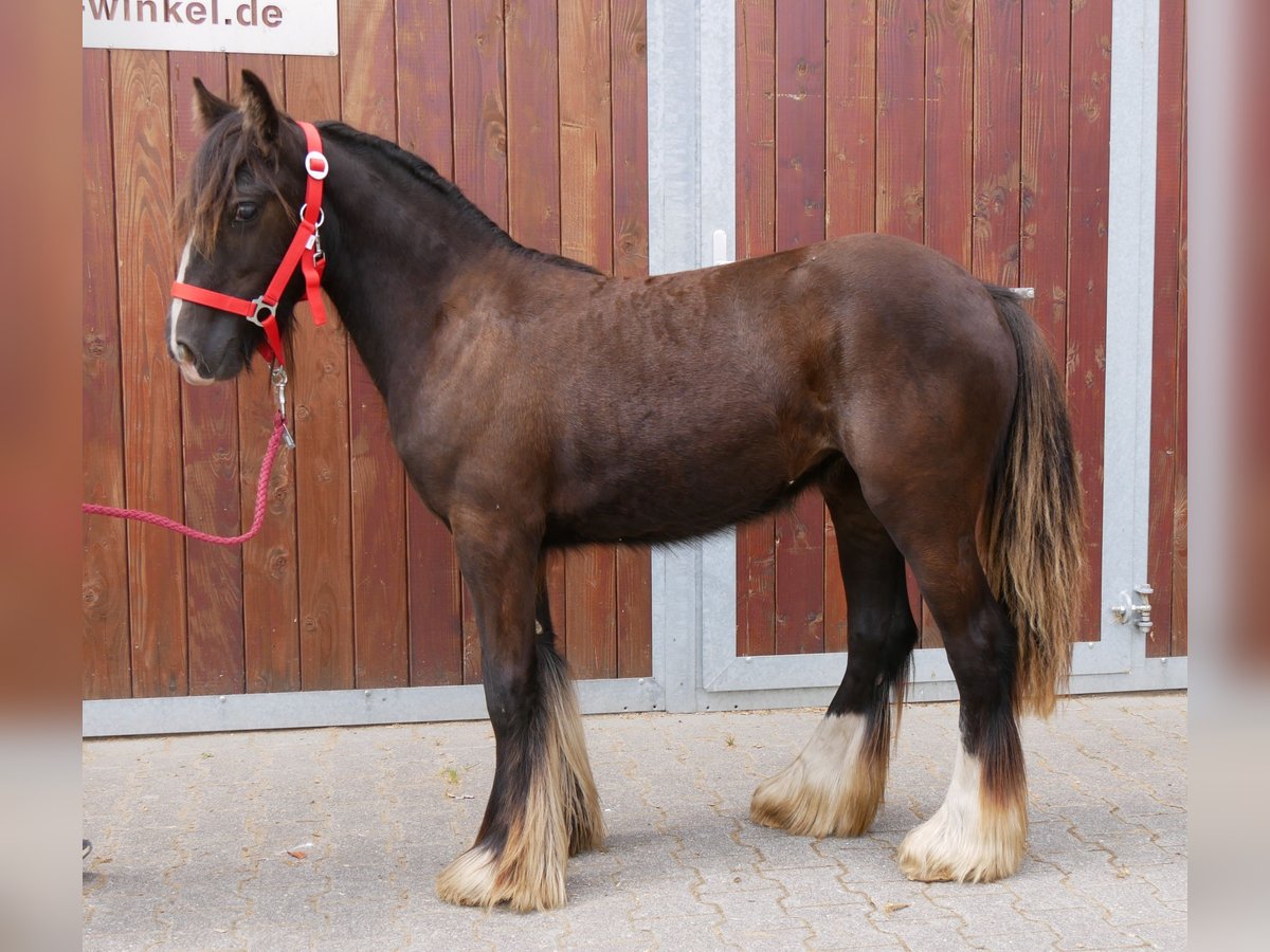 Tinker Stute 1 Jahr 117 cm in Dorsten