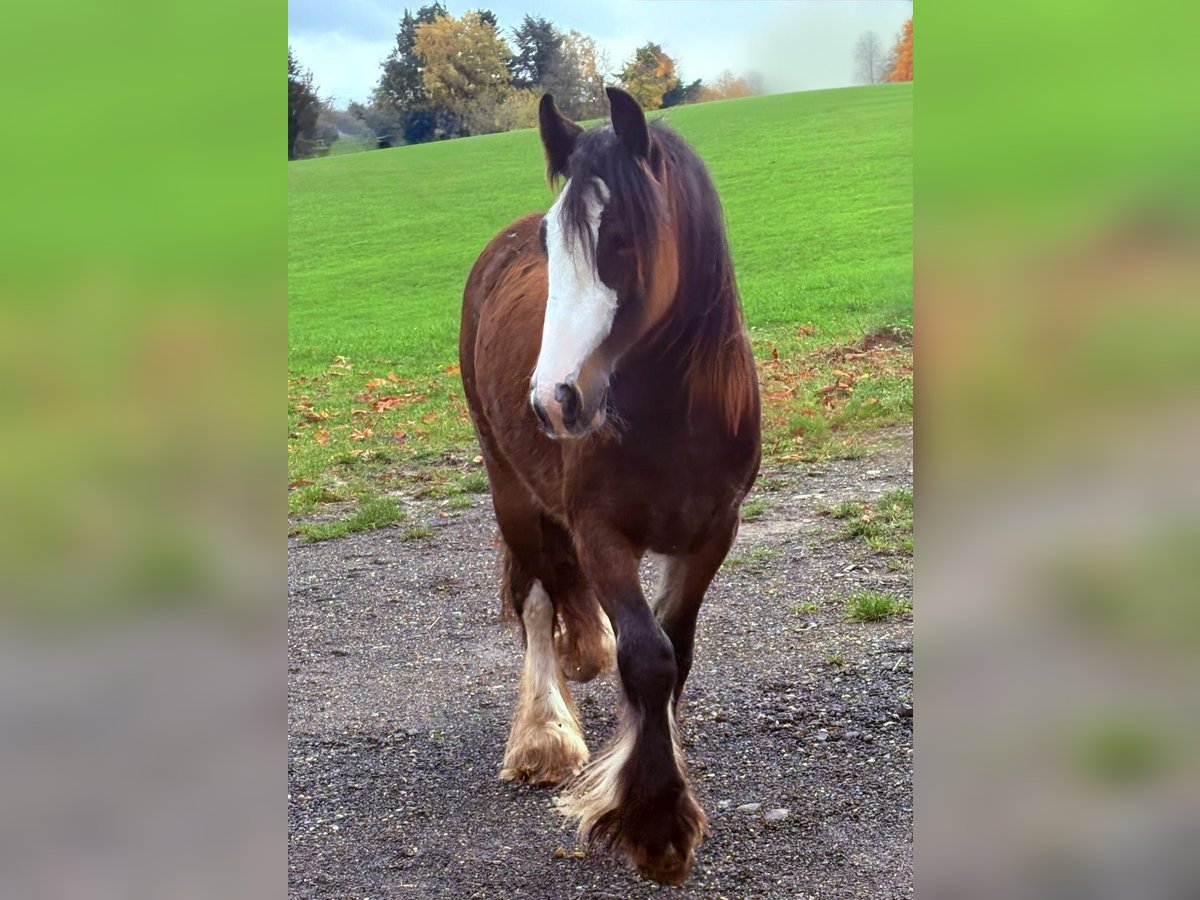 Tinker Stute 1 Jahr 142 cm Brauner in Bad Neuenahr-Ahrweiler