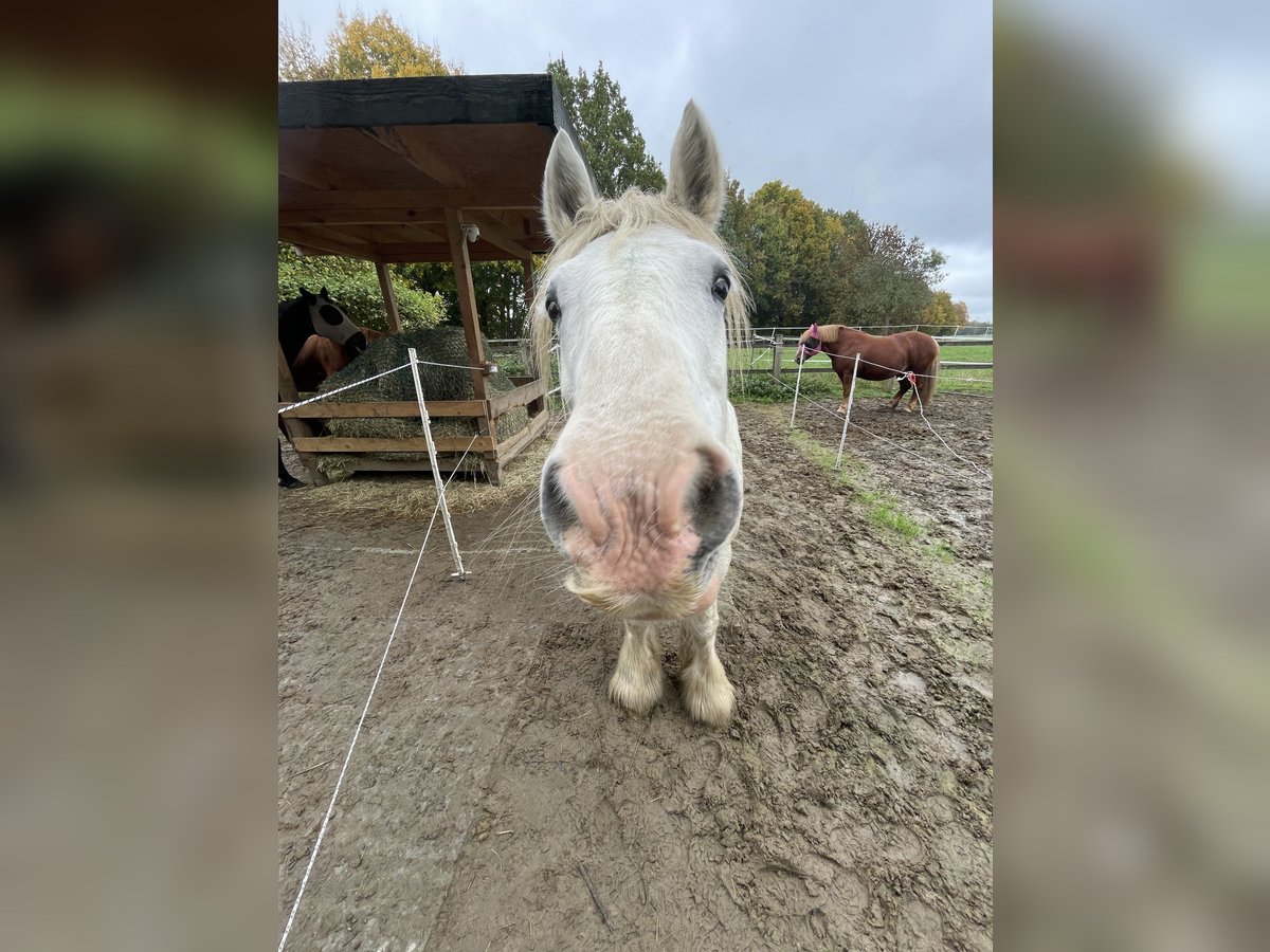 Tinker Stute 20 Jahre 146 cm Schimmel in Kamen