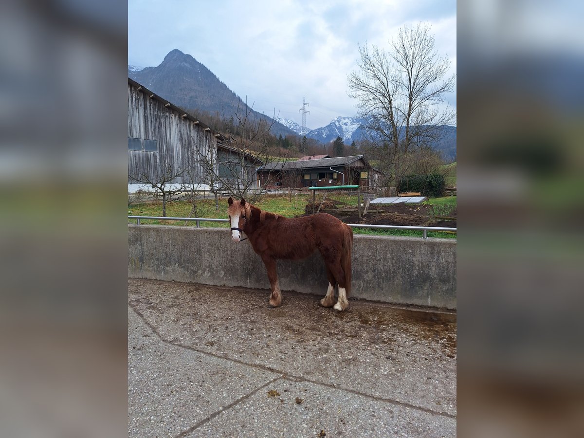 Tinker Mix Stute 2 Jahre 110 cm in Rettenbach