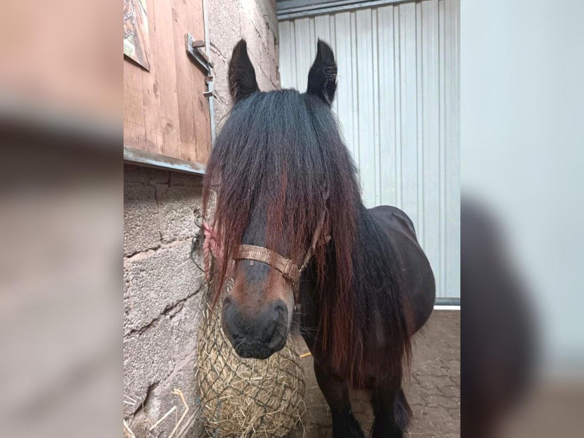 Tinker Stute 2 Jahre 112 cm Rappe in Kaiserslautern