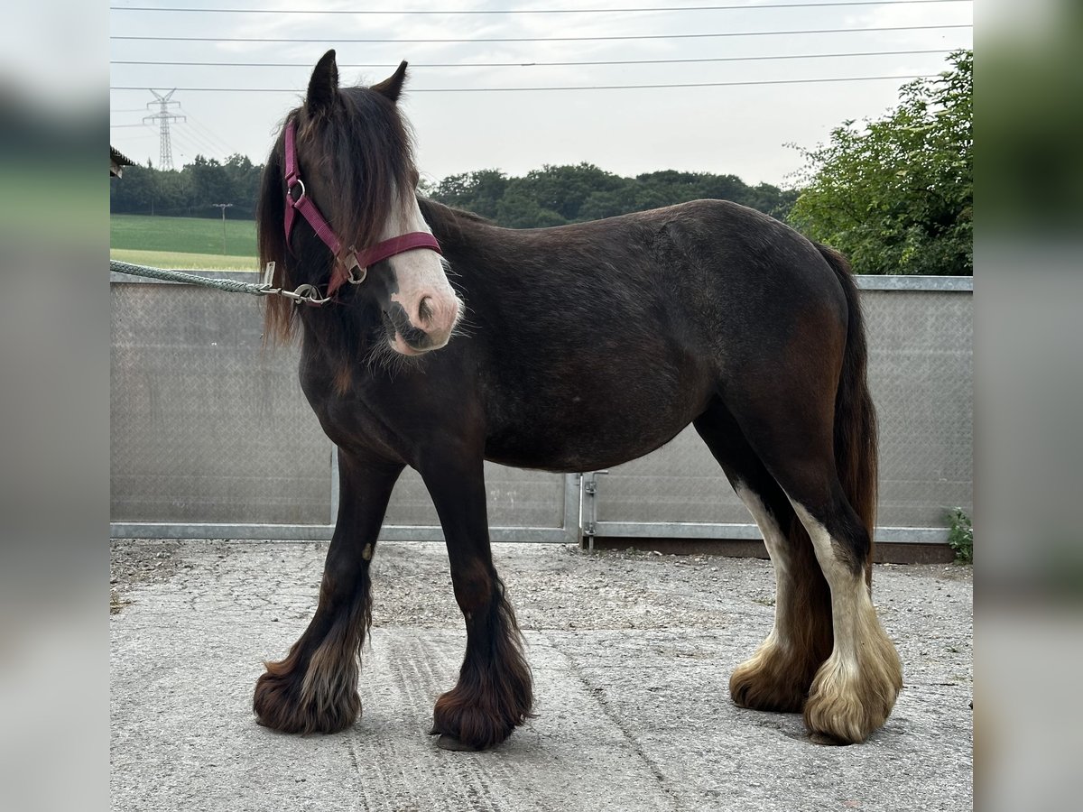 Tinker Stute 2 Jahre 115 cm Rappe in VelbertVelbert