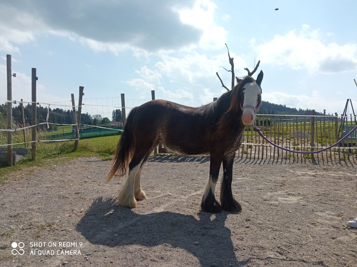 Tinker Stute 2 Jahre 120 cm Schwarzbrauner in Weiler-Simmerberg