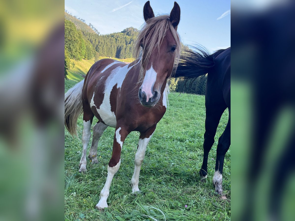 Tinker Mix Stute 2 Jahre 135 cm Tobiano-alle-Farben in Traunkirchenraunkirchen