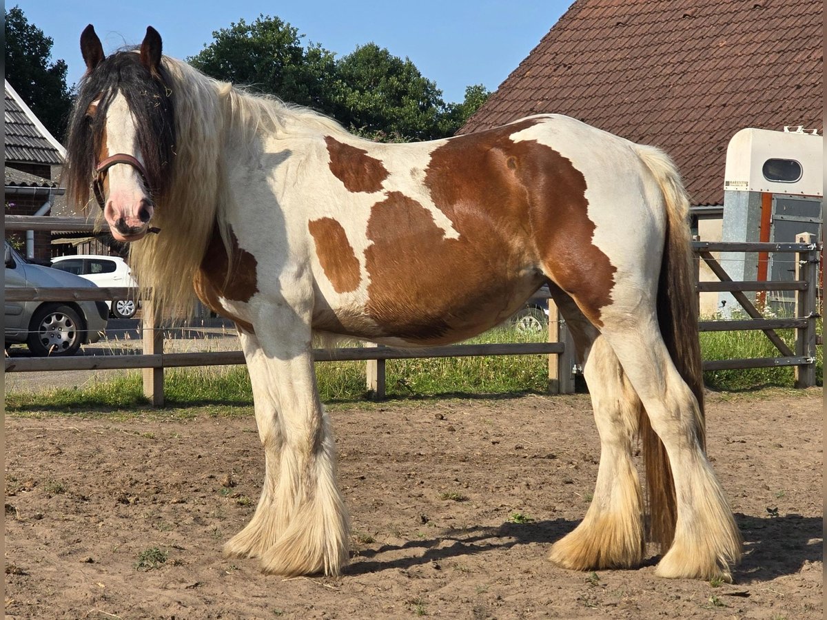 Tinker Stute 2 Jahre 153 cm Brauner in Gaanderen