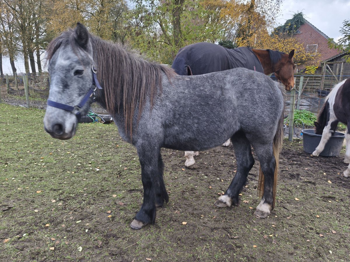 Tinker Stute 3 Jahre 125 cm Apfelschimmel in Lathen