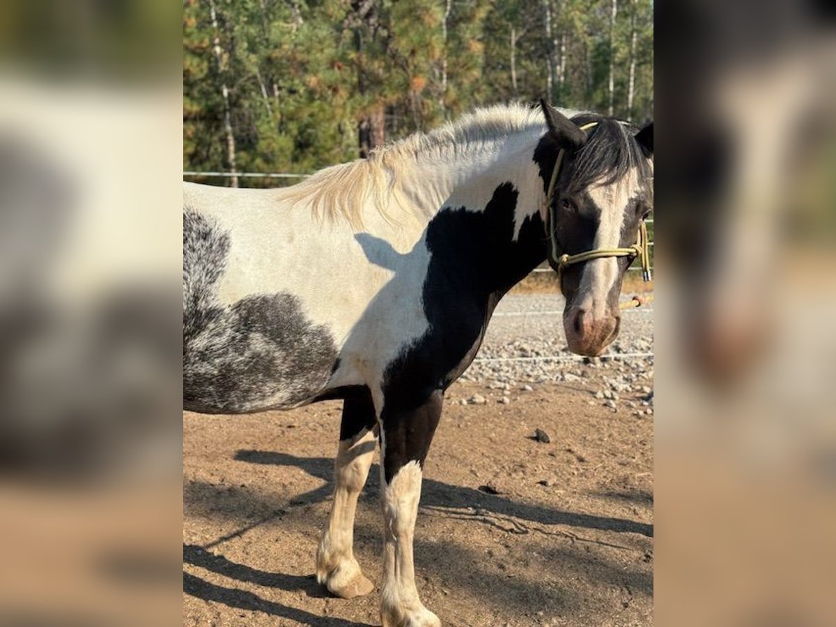 Tinker Mix Stute 3 Jahre 142 cm Rappe in Cheney