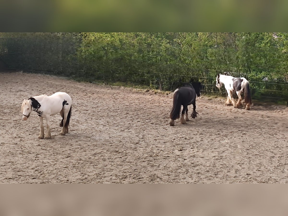 Tinker Stute 3 Jahre 144 cm Rappe in Lage Tinker Stute 3 Jahre 144 cm Rappe in Lage