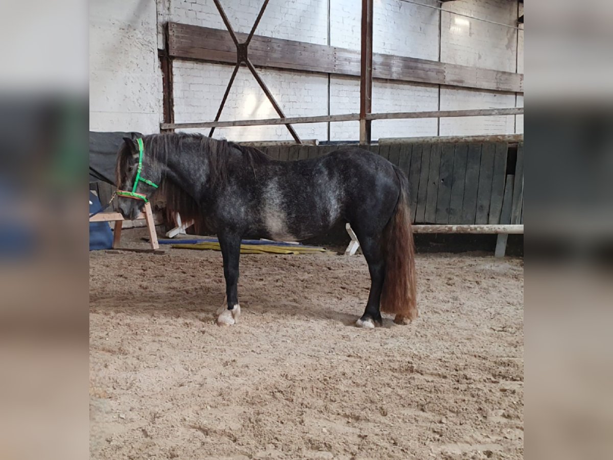 Tinker Stute 3 Jahre 148 cm in Lehrte