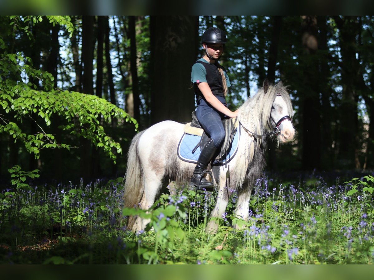 Tinker Stute 4 Jahre 116 cm Schecke in Bogaarden