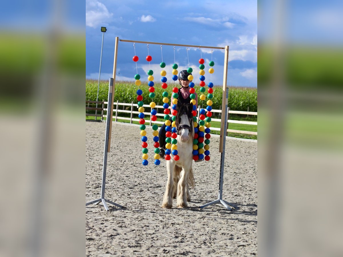 Tinker Stute 4 Jahre 120 cm Schecke in Bogaarden