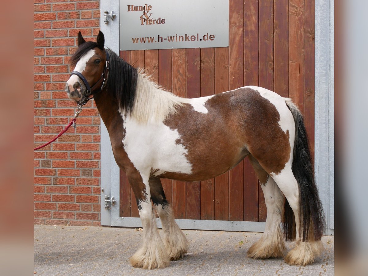 Tinker Stute 4 Jahre 125 cm in Dorsten