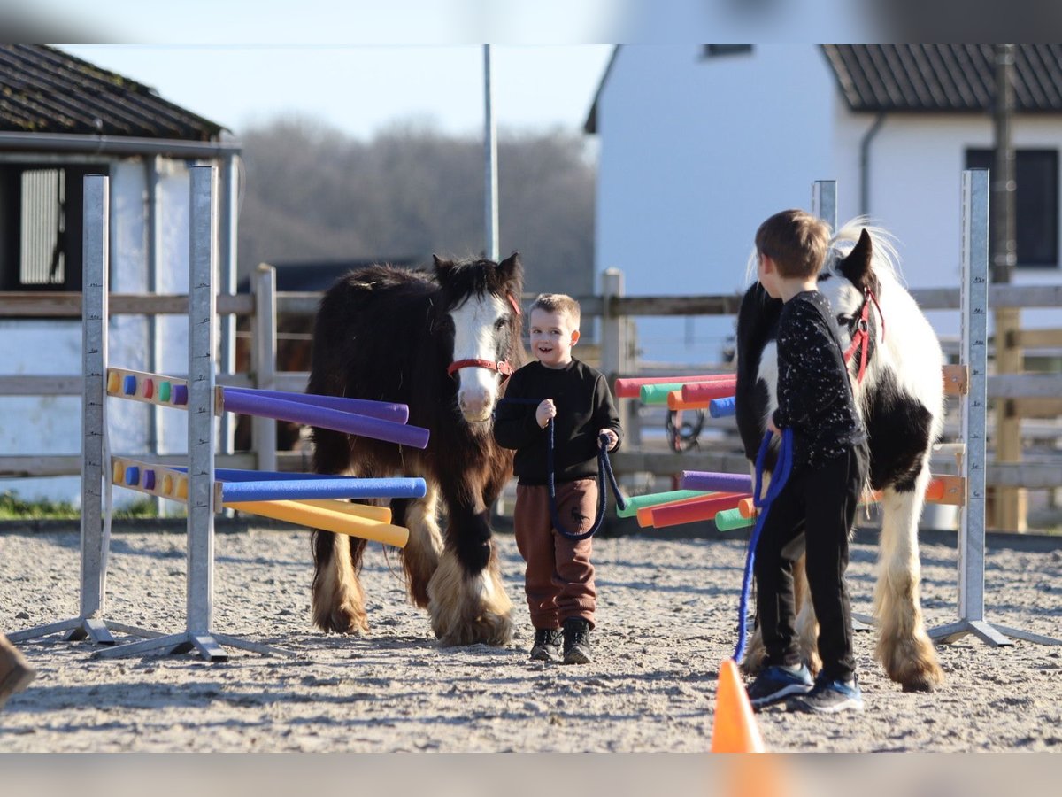 Tinker Stute 4 Jahre 126 cm Rappe in Bogaarden