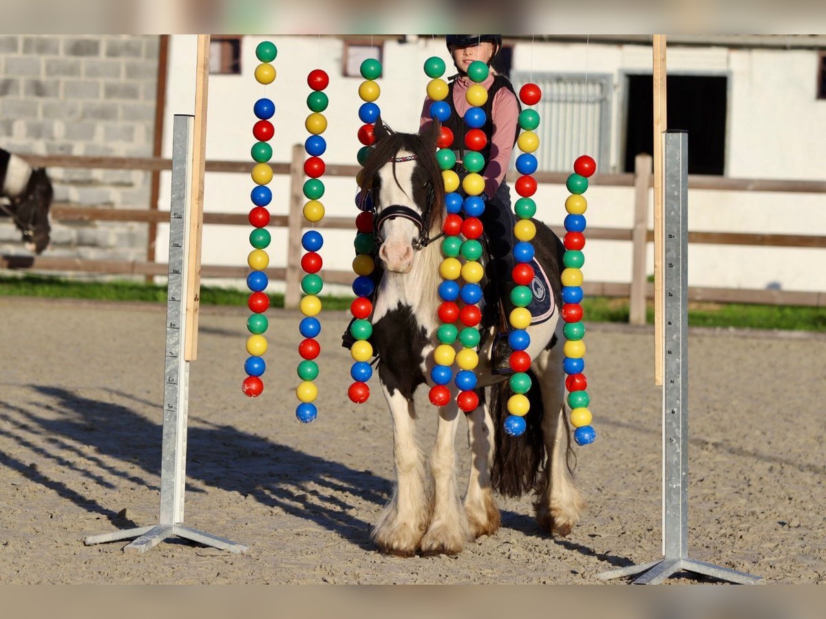 Tinker Stute 4 Jahre 126 cm Schecke in Heikruis