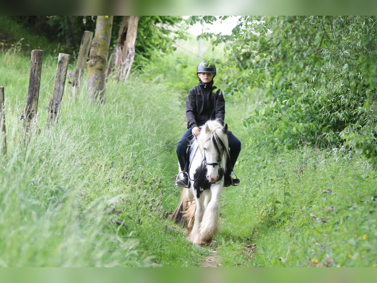 Tinker Stute 4 Jahre 128 cm Schecke in Bogaarden