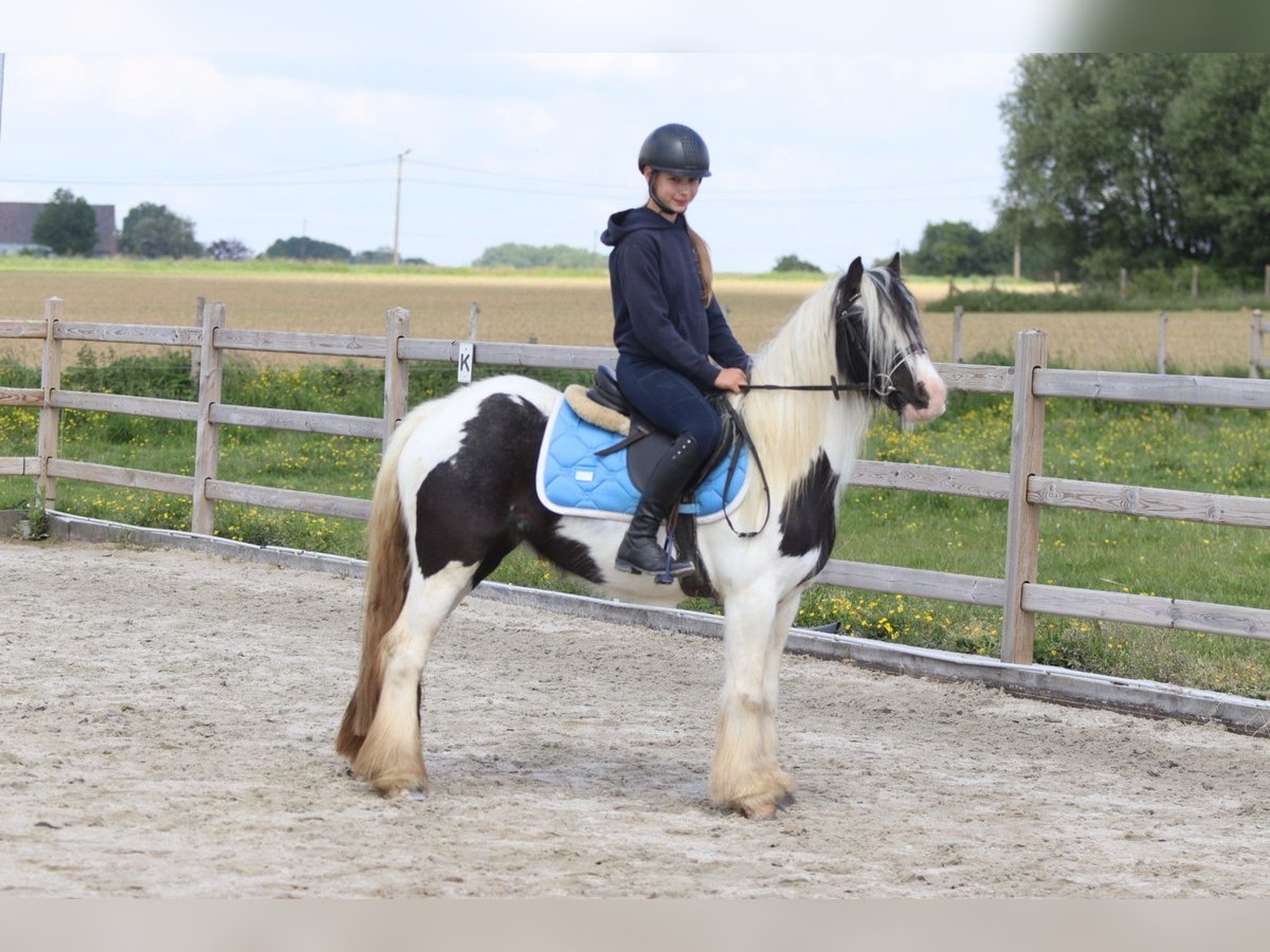 Tinker Stute 4 Jahre 132 cm Schecke in Bogaarden