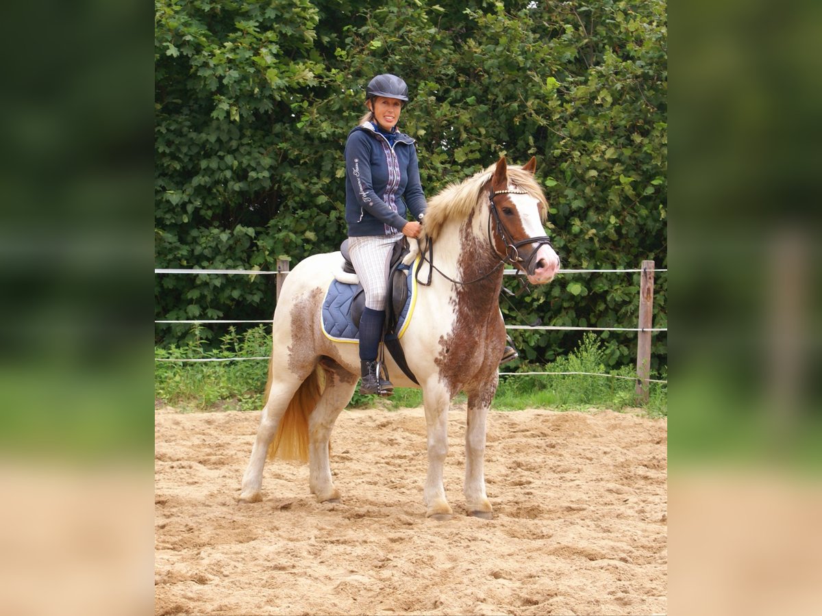 Tinker Stute 4 Jahre 132 cm Schecke in Velpke
