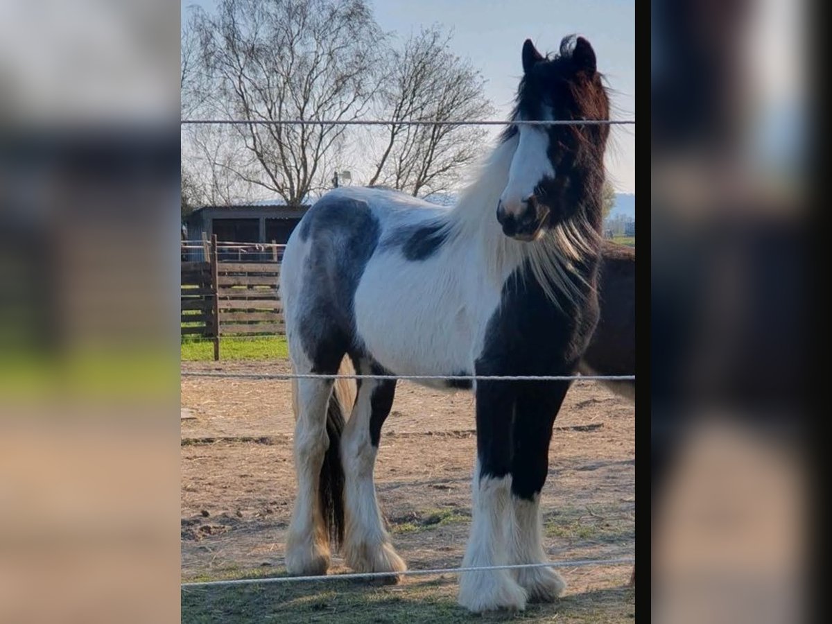 Tinker Mix Stute 4 Jahre 135 cm Tobiano-alle-Farben in Holzen