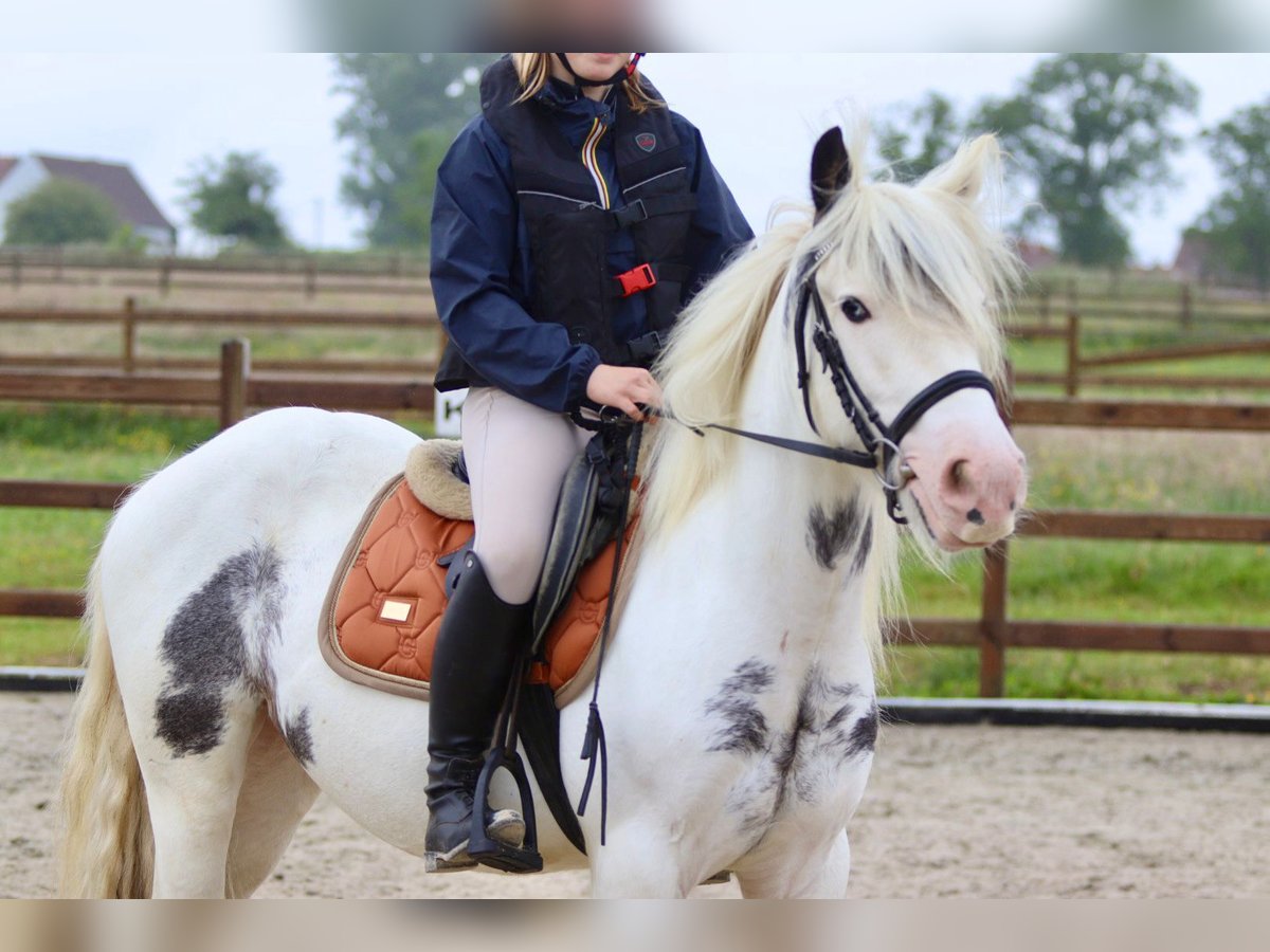 Tinker Stute 4 Jahre 138 cm Roan-Blue in Bogaarden