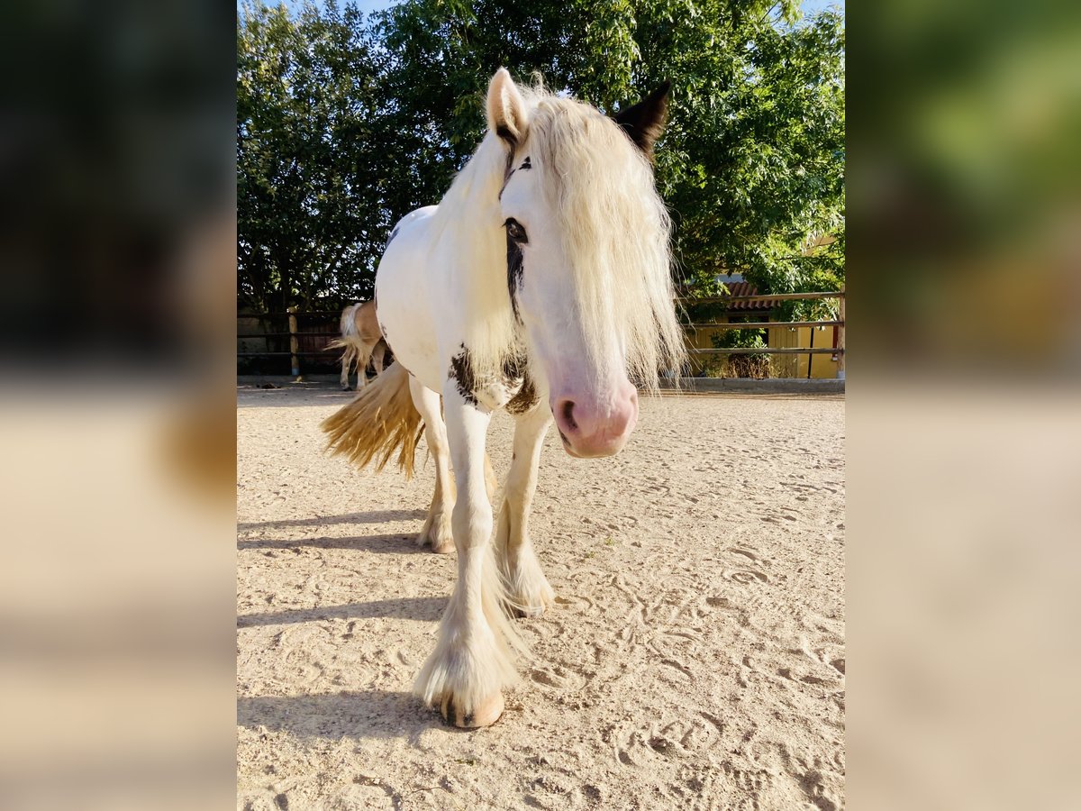 Tinker Stute 4 Jahre 140 cm Schecke in Kranichfeld