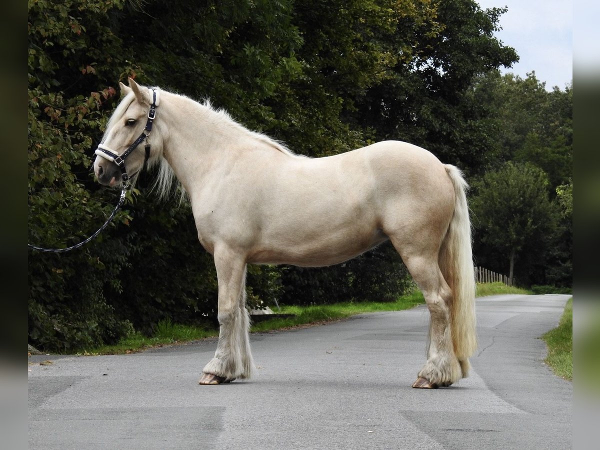 Tinker Stute 4 Jahre 144 cm Palomino in Verl