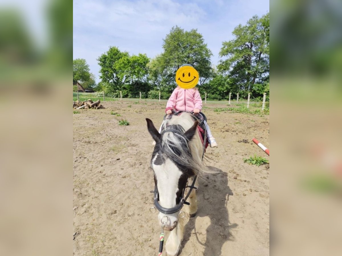 Tinker Stute 4 Jahre 144 cm White in B&#xF6;sel