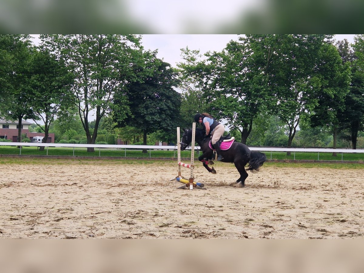 Tinker Stute 4 Jahre 145 cm Rappe in Saterland