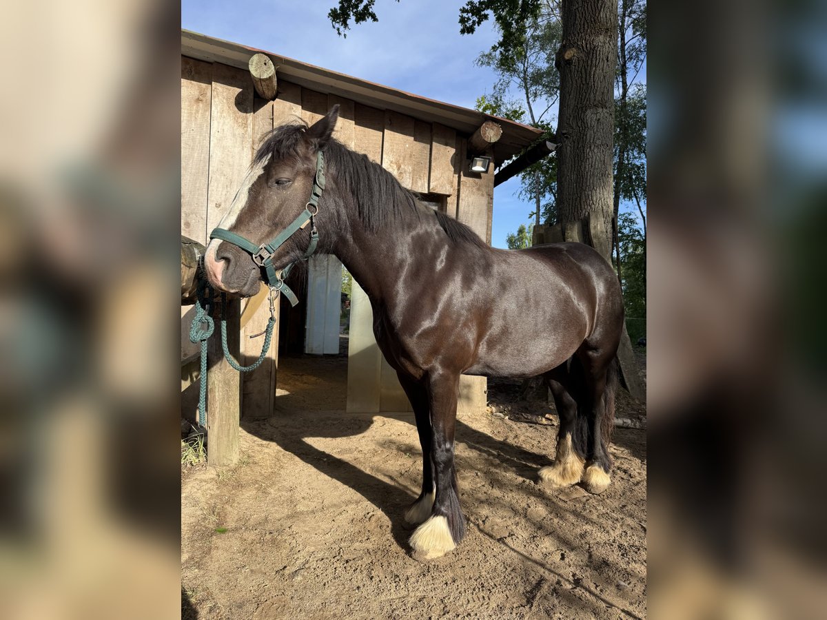 Tinker Mix Stute 4 Jahre 145 cm Schwarzbrauner in Barsb&#xFC;ttel