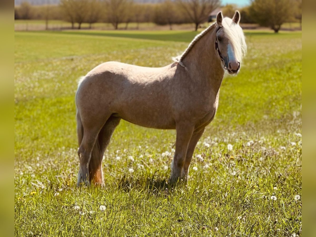 Tinker Stute 4 Jahre 148 cm Palomino in Euskirchen