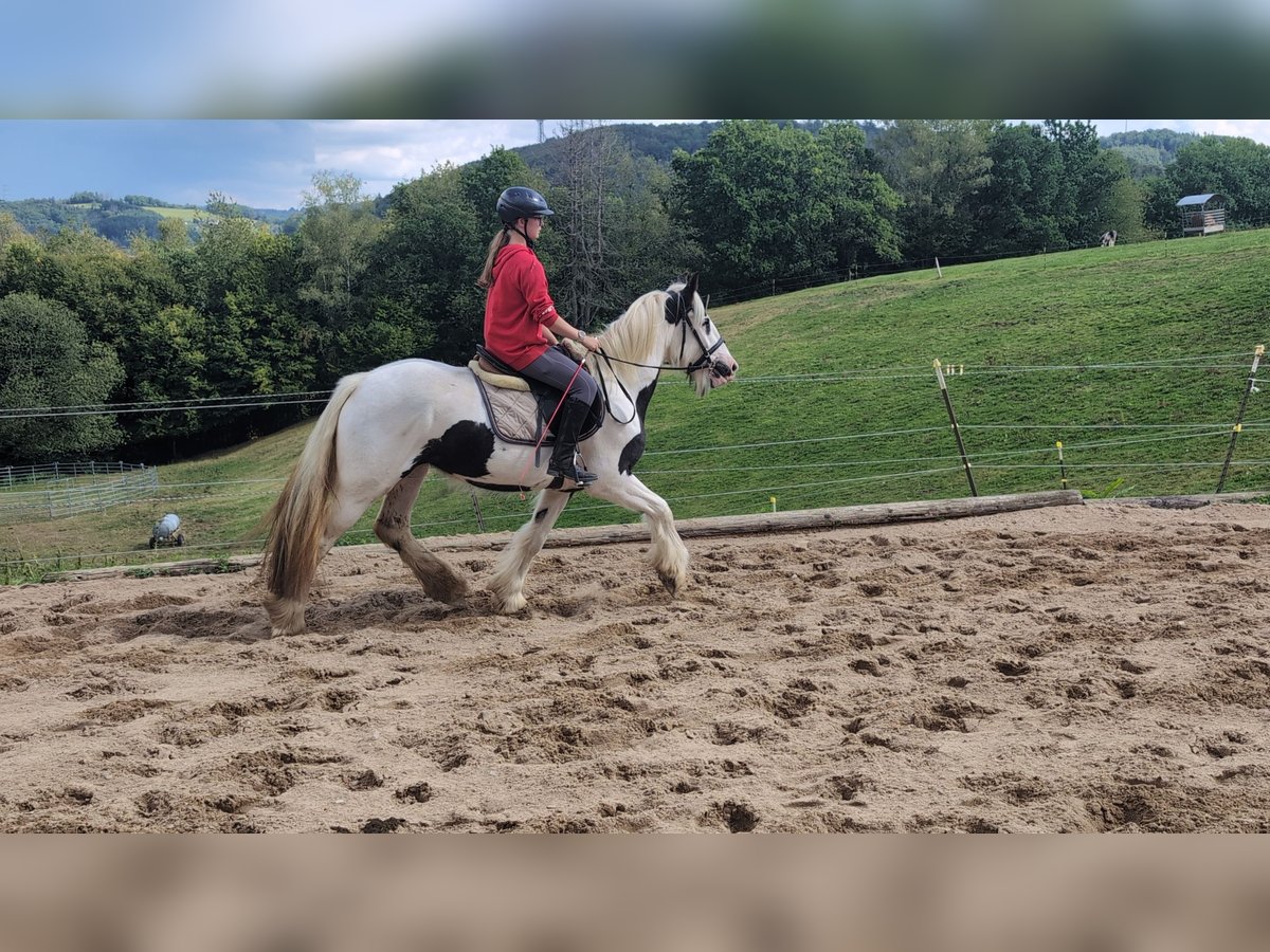 Tinker Stute 4 Jahre 151 cm Schecke in Morsbach