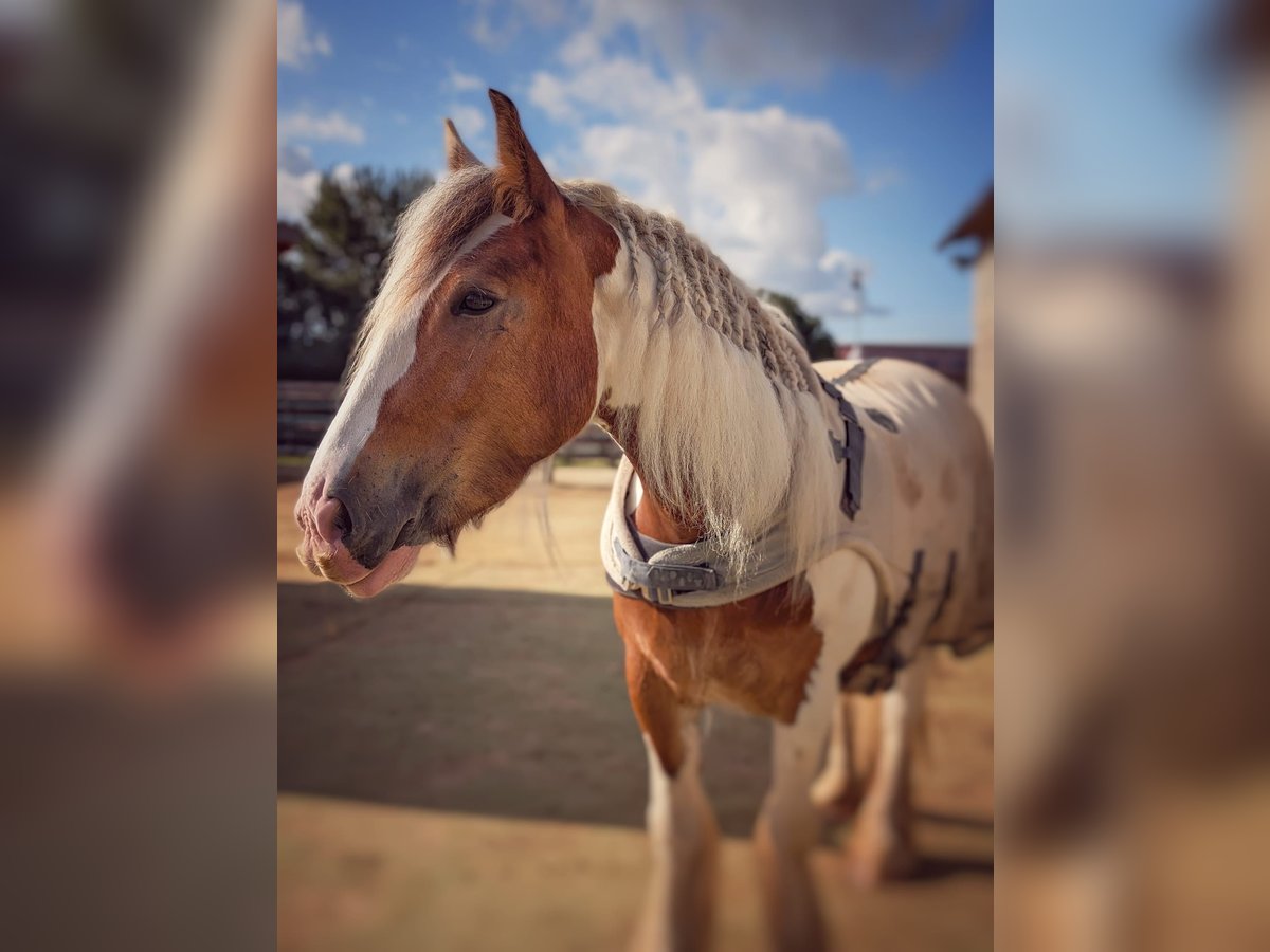 Tinker Stute 4 Jahre 156 cm Schecke in Elsdorf