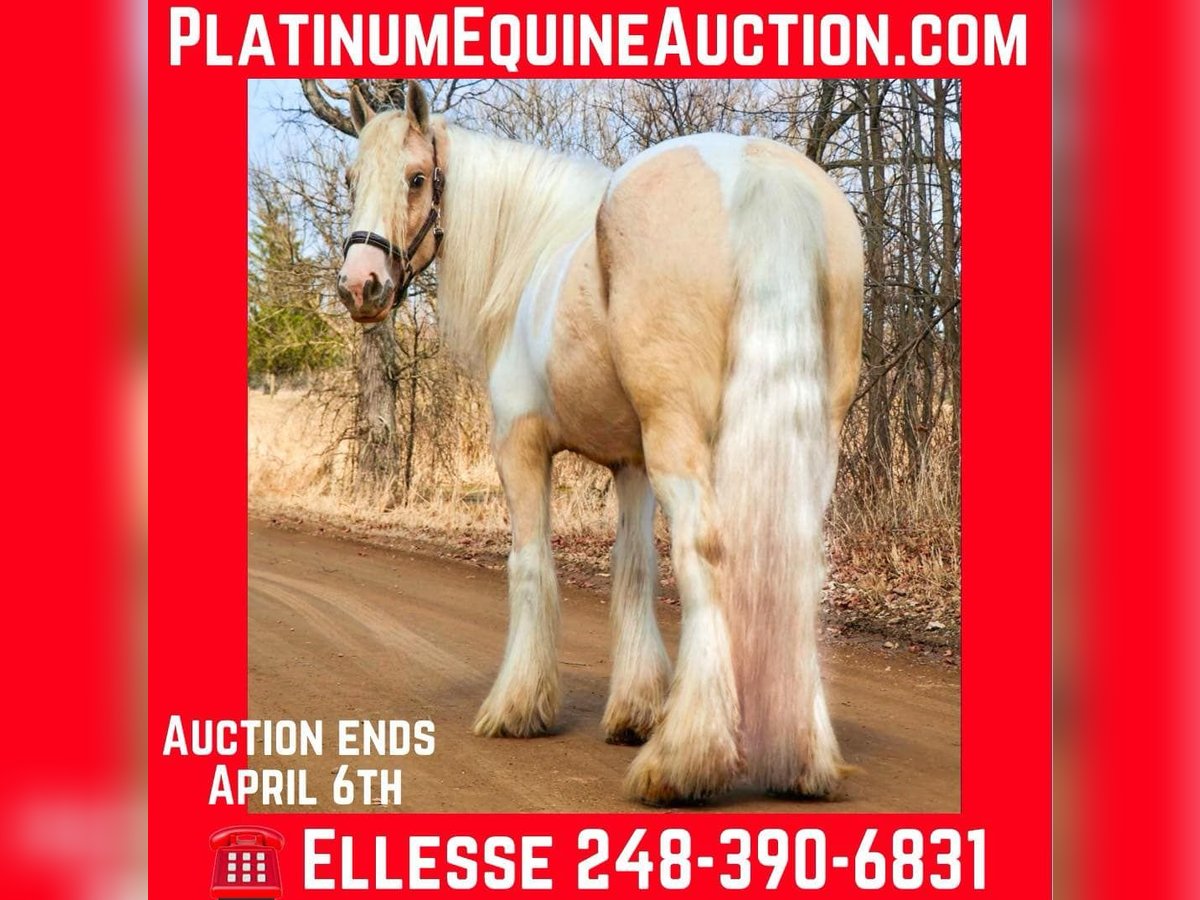 Tinker Stute 4 Jahre Palomino in Howell, MI