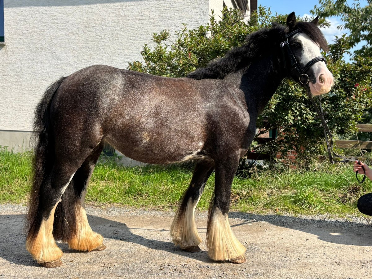 Tinker Mix Stute 5 Jahre 130 cm Rappe in Kirchberg