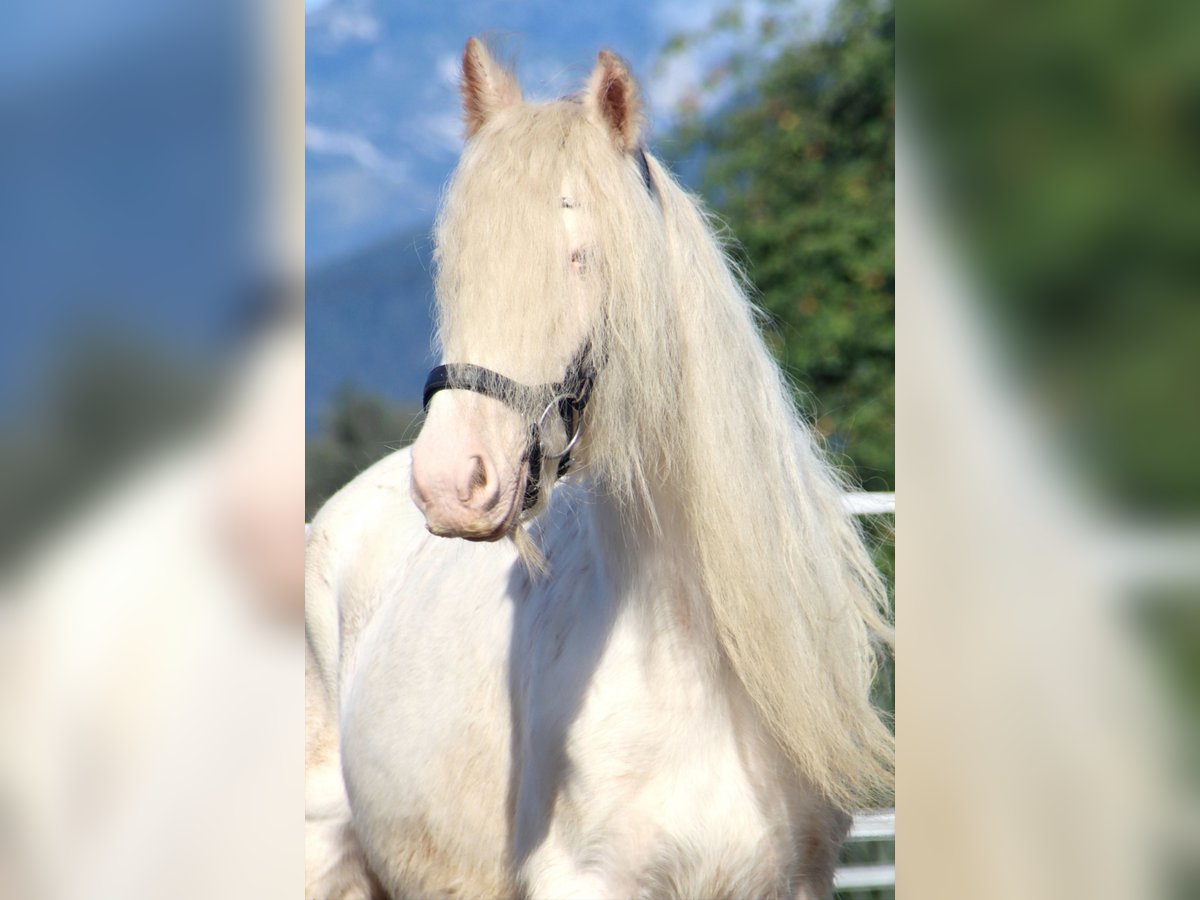 Tinker Stute 5 Jahre 133 cm Sabino in Kirchbichl