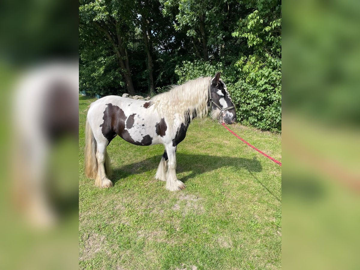 Tinker Stute 5 Jahre 134 cm in Aurich Brockzetel