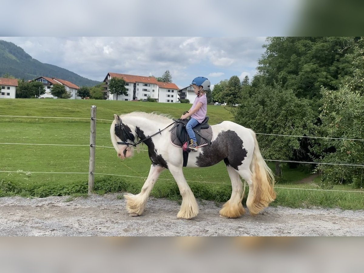 Tinker Stute 5 Jahre 134 cm Schecke in F&#xFC;ssen