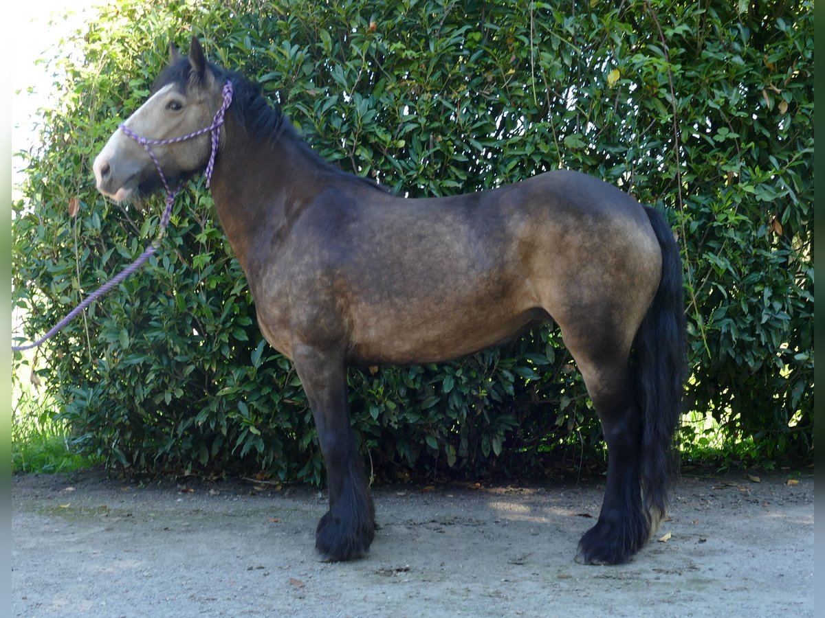 Tinker Stute 5 Jahre 137 cm Brauner in Lathen