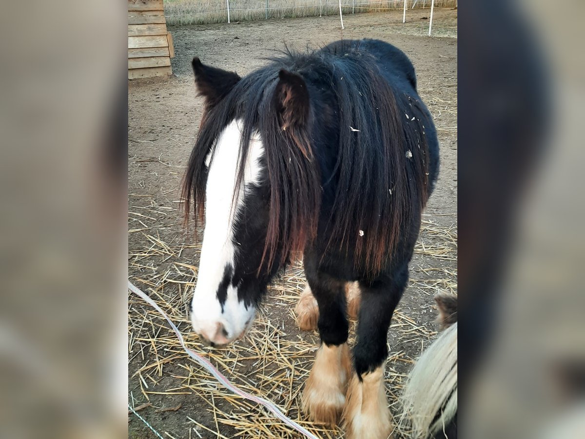 Tinker Stute 5 Jahre 137 cm Rappe in Grettstadt