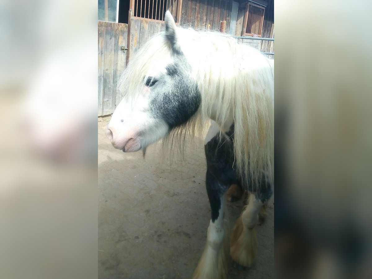 Tinker Stute 5 Jahre 139 cm Schecke in Buchheim