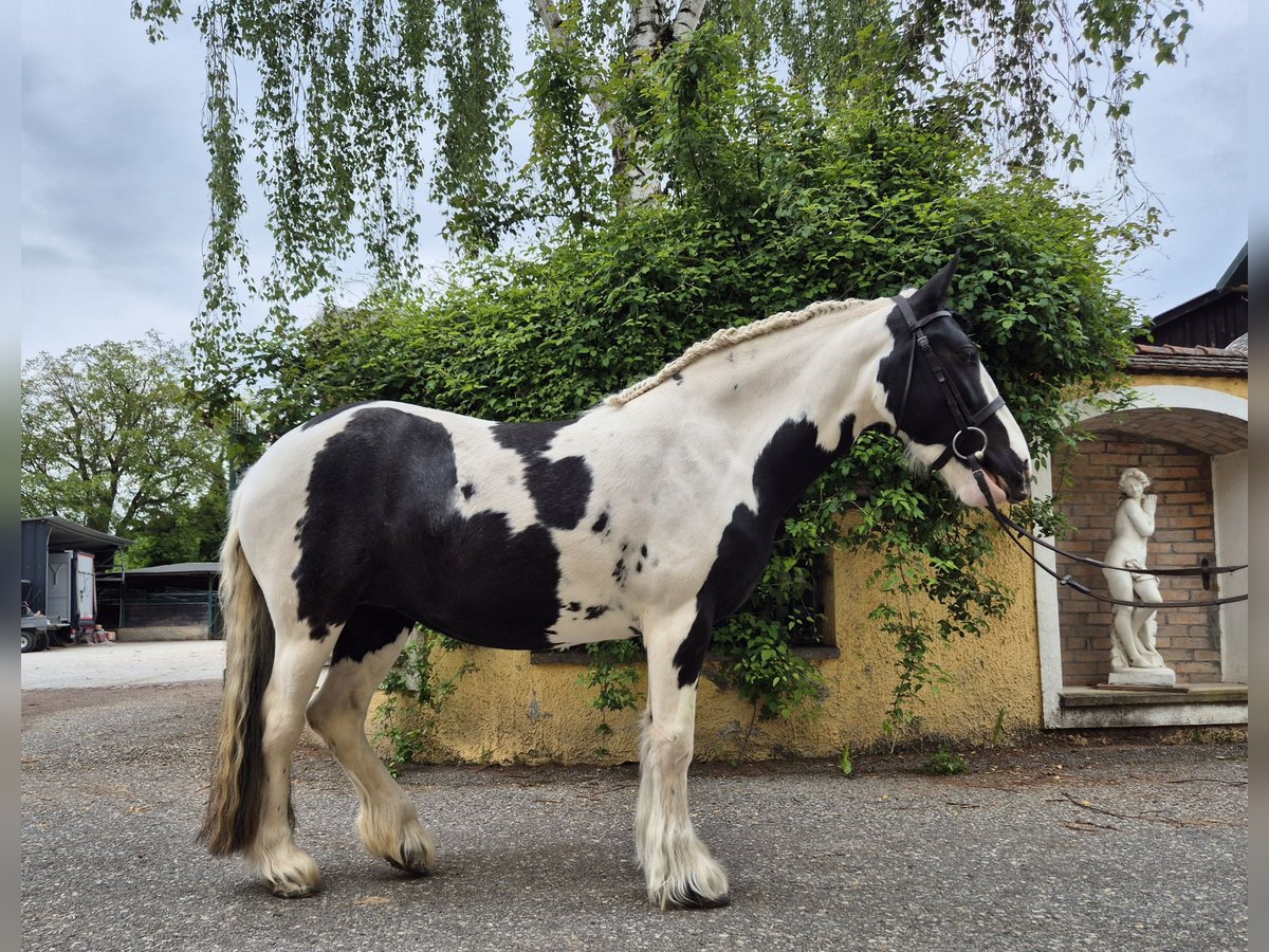 Tinker Stute 5 Jahre 144 cm Schecke in Enns
