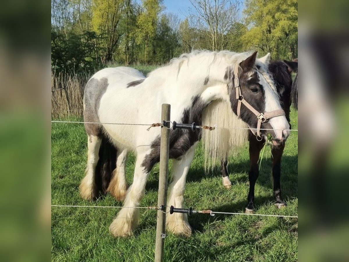 Tinker Stute 5 Jahre 155 cm Schecke in Oldenswort