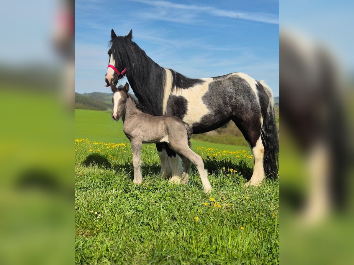 Tinker Stute 6 Jahre 120 cm Schecke in Hillesheim